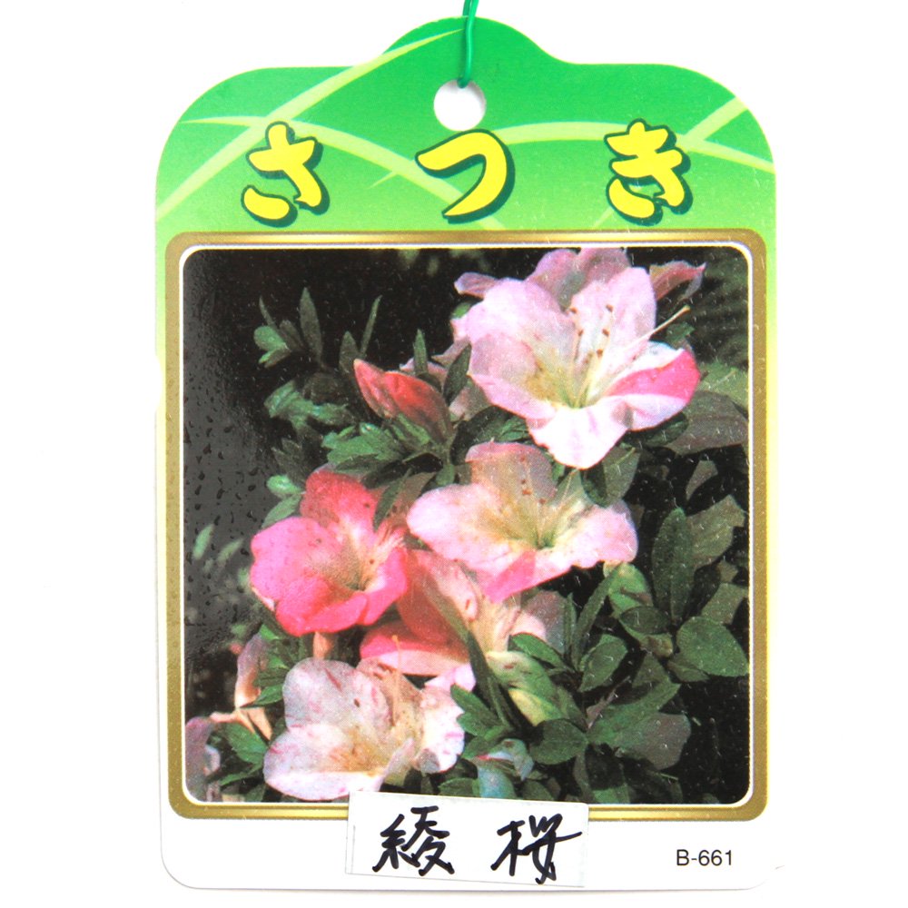 （盆栽）サツキ（皐月）綾桜（あやざくら）５号（１鉢）　ＣＲＣ15―35―12―00―00