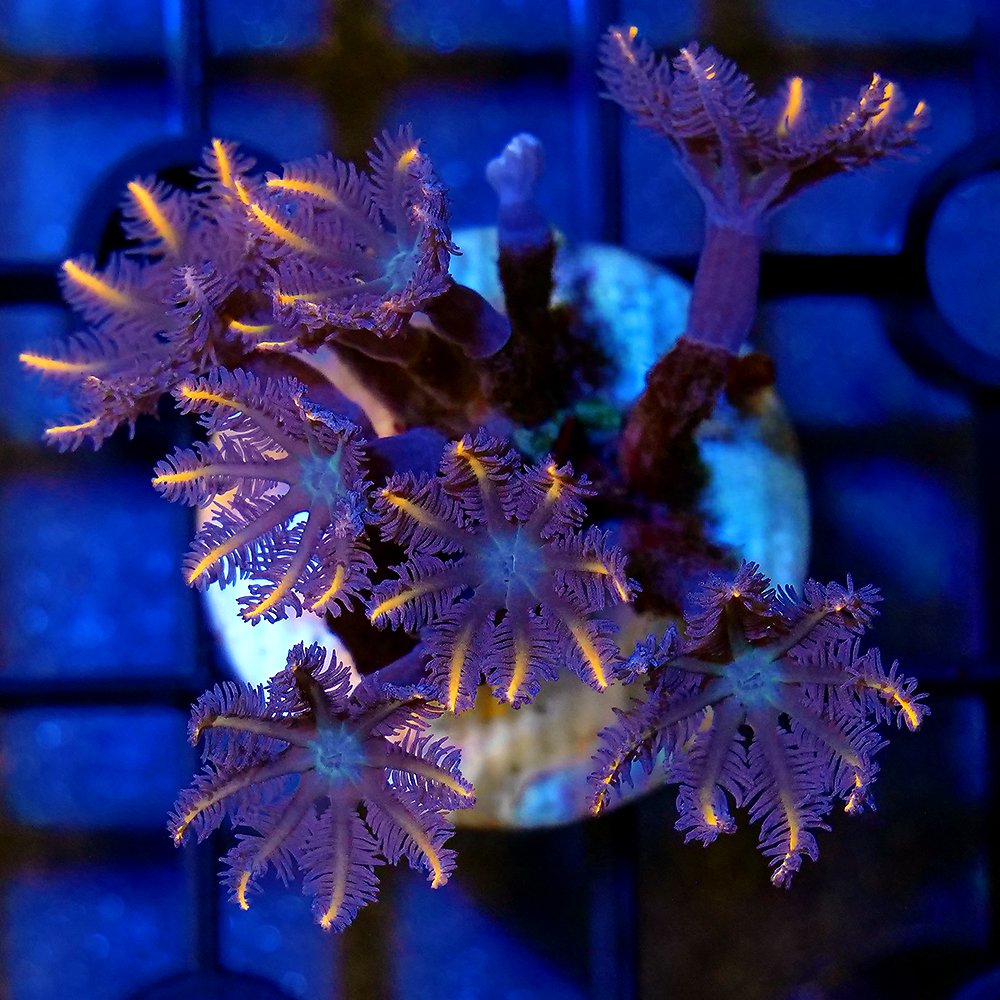 （サンゴ）ツツウミヅタ　オレンジライン　プラグ付き（１個）　ＣＲＣ26―50―50―60―00