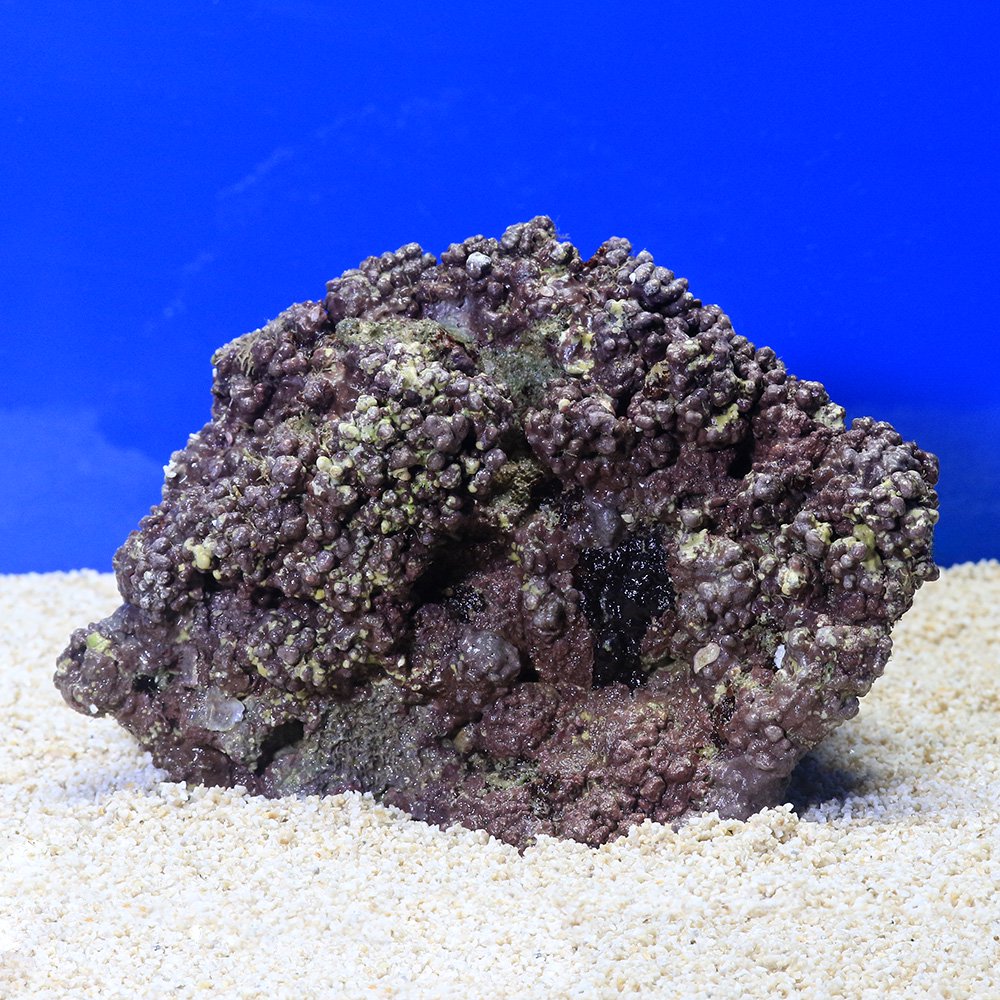 （海水魚）ライブロック　ＥＸＳグレード　パープルロック　Ｍサイズ　１個（形状お任せ）　北海道・九州航空便要保温　ＣＲＣ26―55―20―20―00