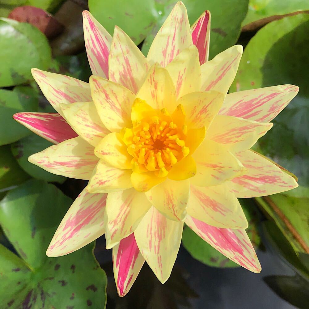 （ビオトープ）睡蓮　温帯性睡蓮（スイレン）（黄）　パラニー　Ｐａｒａｎｅｅ（１ポット）　ＣＲＣ15―10―10―40―00