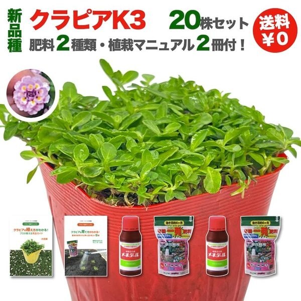 クラピア K3（桃） 新品種 20株 ピンク品種 スーパーイワダレソウ改良種 ミドリスすくすくセット