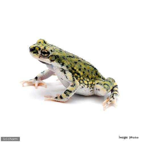 （両生類）テキサスミドリヒキガエル（アメリカミドリヒキガエル）　ＷＣ個体（１匹）　ＣＲＣ17―05―35―40―00