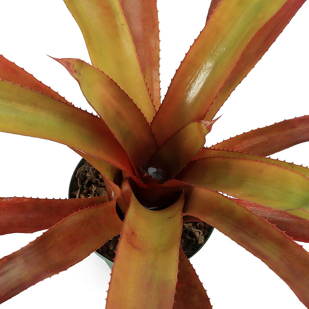 （観葉植物）エクメア　バーガンディ　４号（１鉢）タンクブロメリア　ＣＲＣ15―30―20―22―00