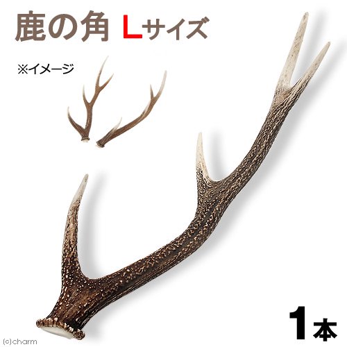 鹿の角　オブジェ　Ｌサイズ　１本　インテリア　ＣＲＣ50―97―00―00―00