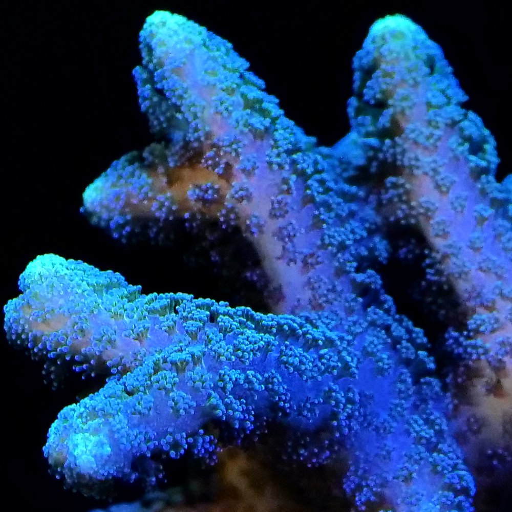 （サンゴ）フラグサンゴ　フトトゲサンゴ　Mサイズポリカプラグ付き（１個）ｗｈ‐７６　北海道・九州航空便要保温　ＣＲＣ26―50―80―00―00