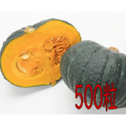 カネコ種苗　くじゅうくりＥＸ南瓜　５００粒