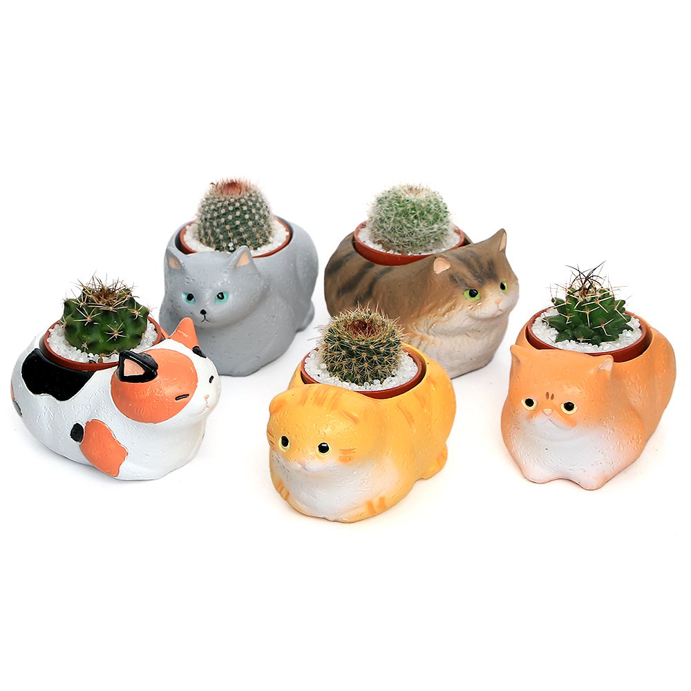 （観葉植物）おまかせプチサボテン　くつろぎ猫ちゃん大集合（５鉢セット）　多肉植物　おしゃれ　プレゼント　ＣＲＣ15―20―25―30―00