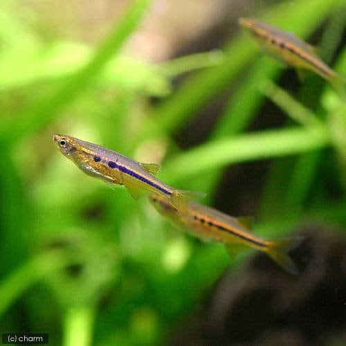 （熱帯魚）ケラ・ダディブルジョリィ（１２匹）　北海道・九州航空便要保温　ＣＲＣ13―24―36―00―00