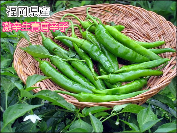 韓国産 激辛 青唐辛子 200g 全国宅配無料 - 野菜