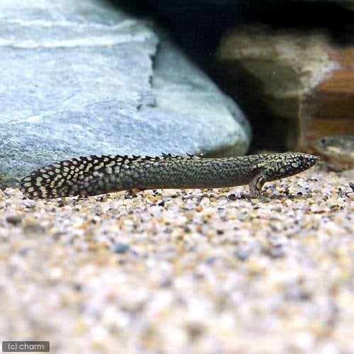 （熱帯魚）ポリプテルス・オルナティピンニス　Ｍサイズ（約１５ー２０ｃｍ）（ブリード）（１匹）　北海道航空便要保温　ＣＲＣ13―56―20―00―00