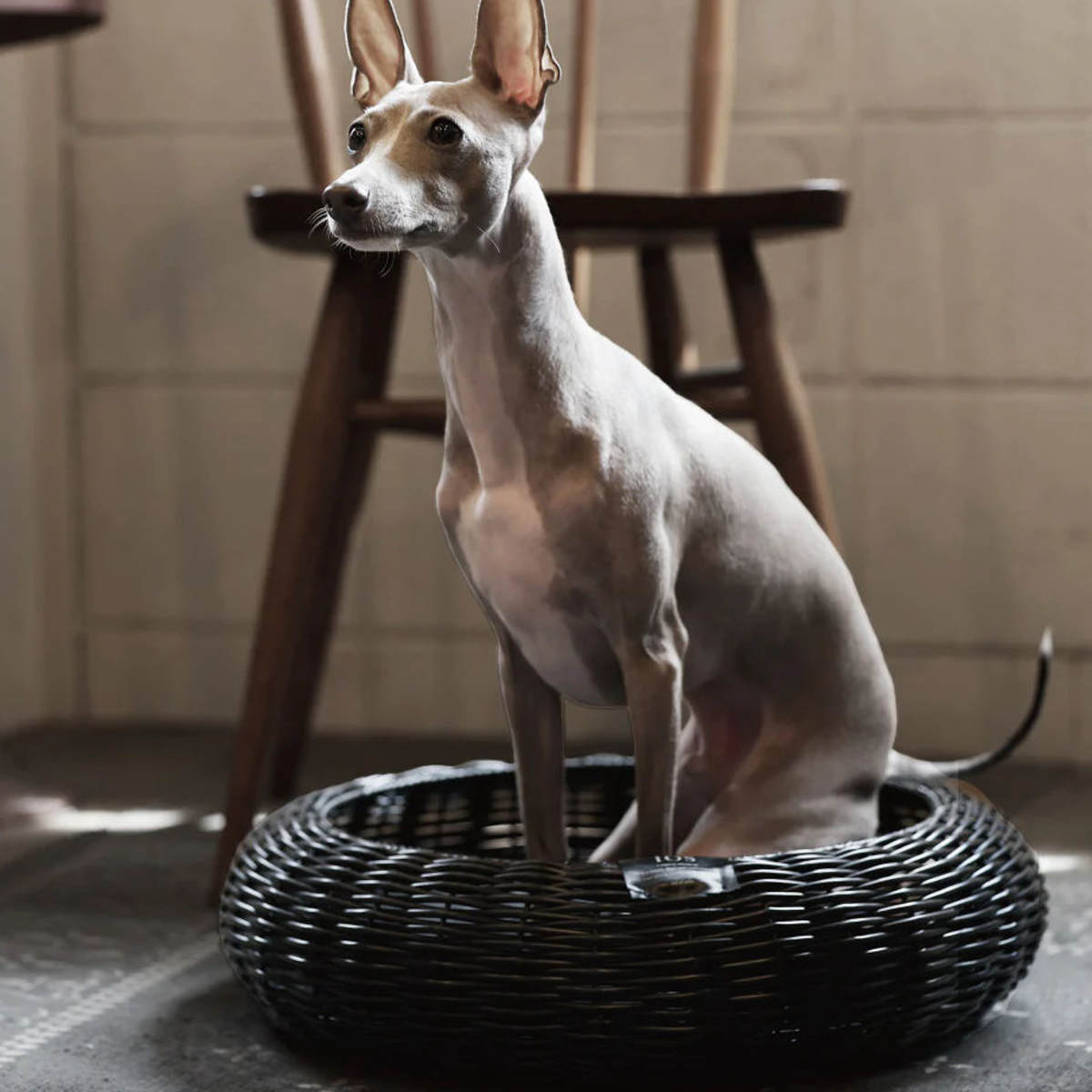 ペット ベッド Cuddly Bed Low 布袋付き バスケット かご ペット用ベッド ペット用バスケット 犬用 猫用 ペット用 ペットハウス ハウス カゴ キャットハウス ドッグハウス