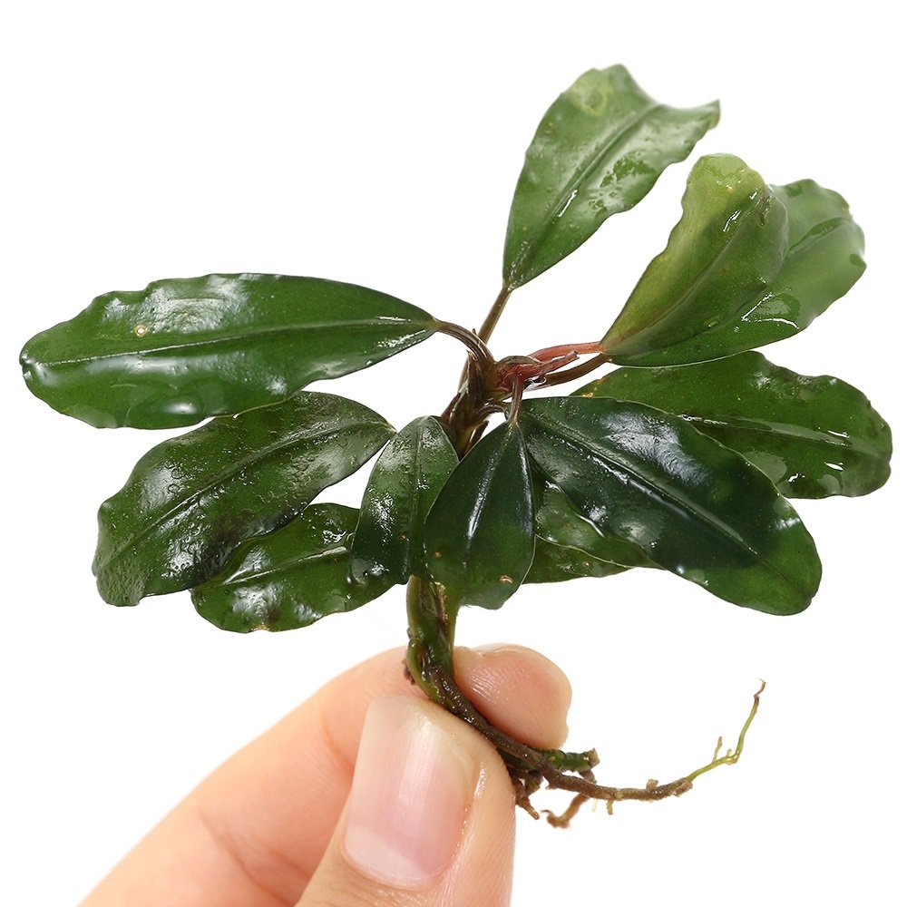 （水草）ブセファランドラｓｐ．フローラ（水上葉）（１株）　ＣＲＣ12―71―20―00―00