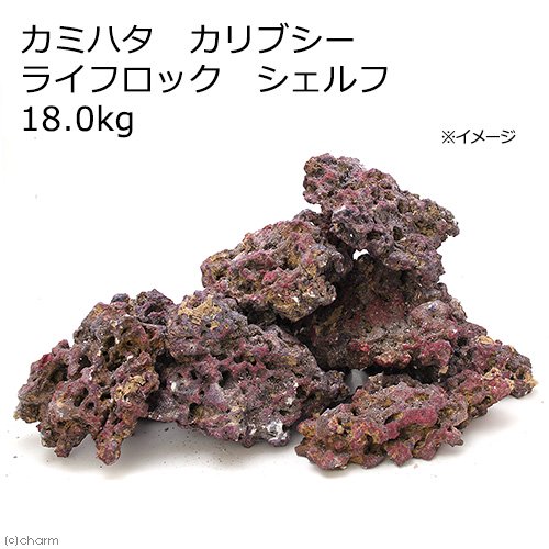 カミハタ カリブシー ライフロック シェルフ 18.0kg バクテリア付き CRC10―35―90―30―00
