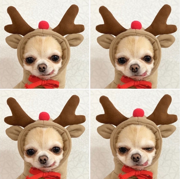 秋冬パーカーが小型犬・中型犬・猫・テディベア・フレンチブルドッグの服に大変身