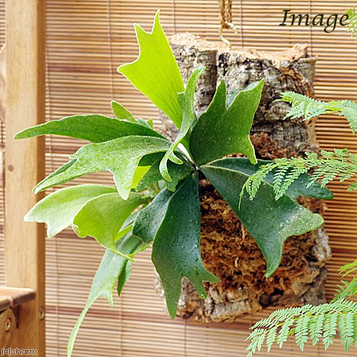 （観葉植物）バージンコルクプランツ　コウモリラン　ビカクシダ　ＸＬサイズ（１個）　ＣＲＣ15―30―20―02―00