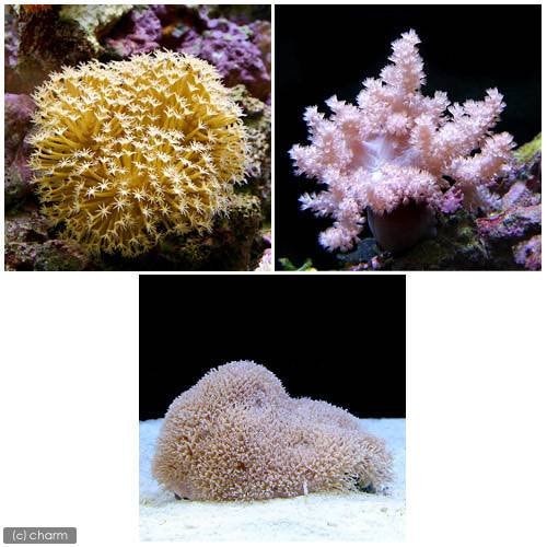 （サンゴ）飼育しやすいサンゴセットＡ　海水魚　北海道・九州航空便要保温　ＣＲＣ26―50―50―10―00