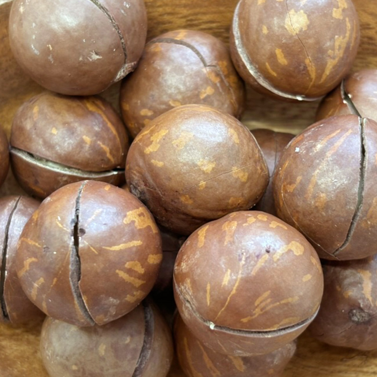 ハース 殻付きローストマカダミアナッツ（バルク）10kg 大容量 メーカー直送