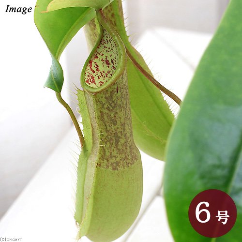（食虫植物）ウツボカズラ　ネペンテス　ルイーザ　吊り鉢タイプ　５ー６号（１鉢）　ＣＲＣ15―40―05―00―00