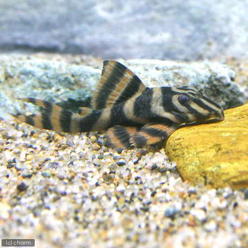 （熱帯魚）ローライマスーパーレッドタイガー・プレコ（ワイルド）（１匹）　北海道・九州航空便要保温　ＣＲＣ13―44―20―00―00