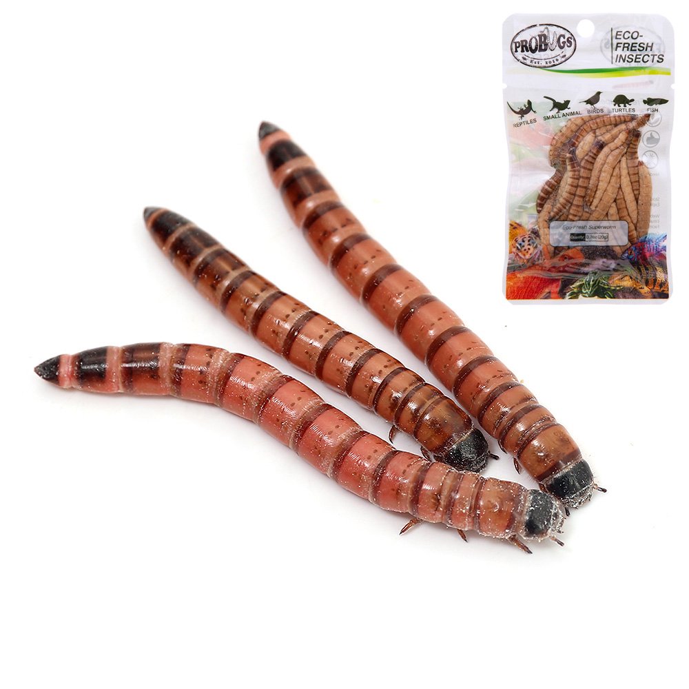 （生餌）レッドワーム（５００ｇ）＋プロバグズ　真空生昆虫　スーパーワーム　２０ｇ　本州四国限定　ＣＲＣ17―20―40―20―00