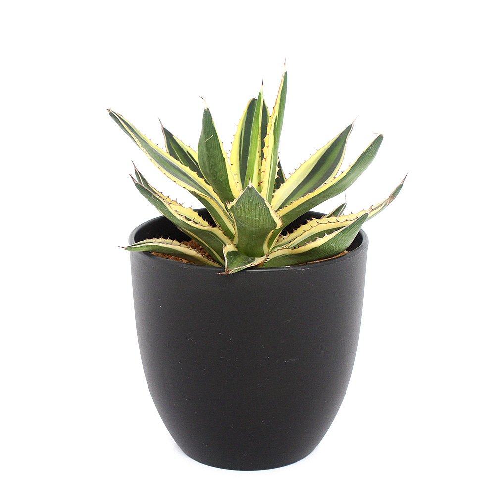 （多肉植物）アガベ　ロファンサ　五色万代（ゴシキバンダイ）　４号（１鉢）　ＣＲＣ15―60―20―00―00
