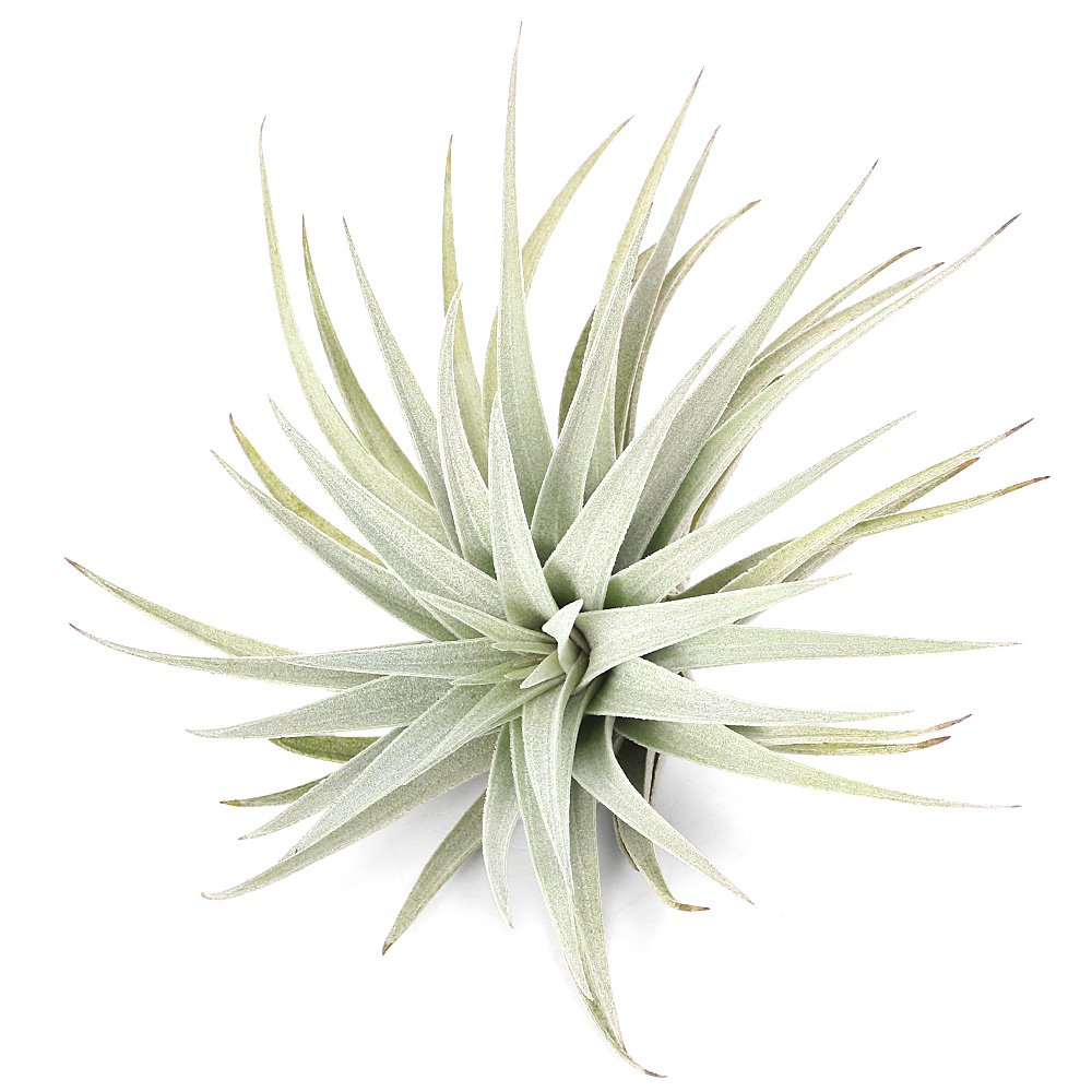 （観葉植物）エアープランツ　チランジア　メリディオナリス　Ｍサイズ（１株）　ＣＲＣ15―50―10―00―00