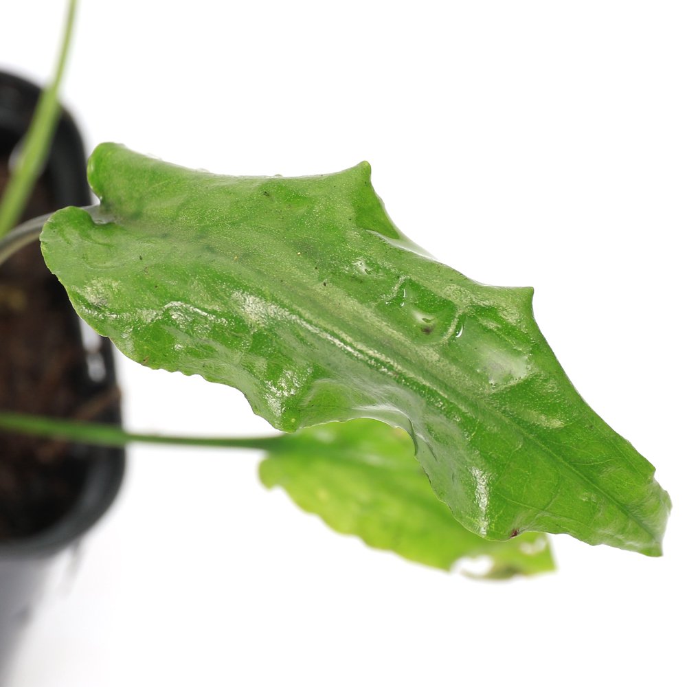 （水草）クリプトコリネ　フスカ　ナローリーフ　Ｓｅｋａｄａｕ　Ｋａｌｉｍａｎｔａｎ産（水上葉）（１ポット）　ＣＲＣ12―72―40―00―00