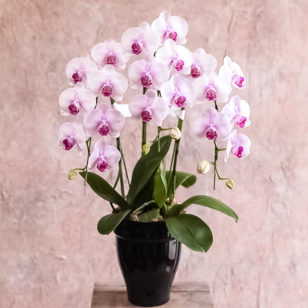 お祝い お中元 ギフト こだわり逸品！胡蝶蘭 生花 鉢花 ラッピングしてお届け 立札名札サービス フラワーギフト 早い者勝ち！いろいろな色種類価格帯が選べます！開店祝い 開業祝い 就任祝い 昇格