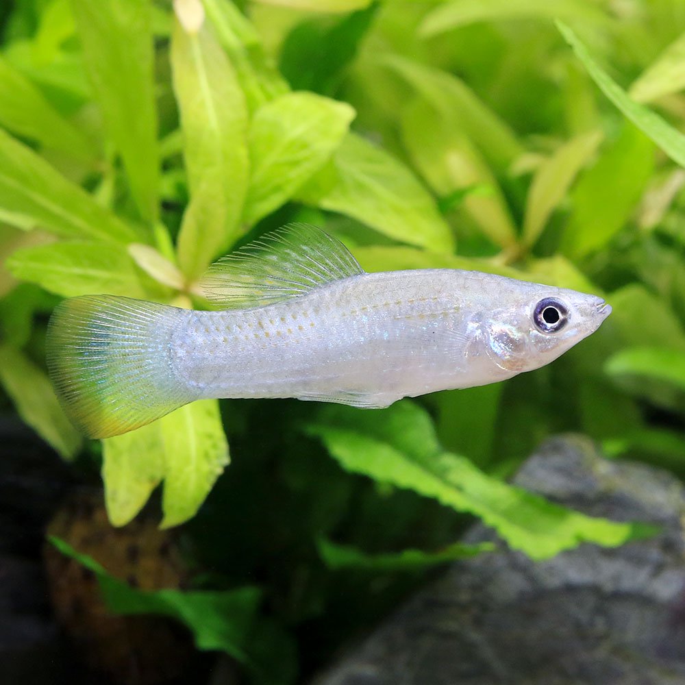 （熱帯魚）ポエキリア・バトレリ（ブリード）（１ペア）　北海道航空便要保温　ＣＲＣ13―15―30―00―00
