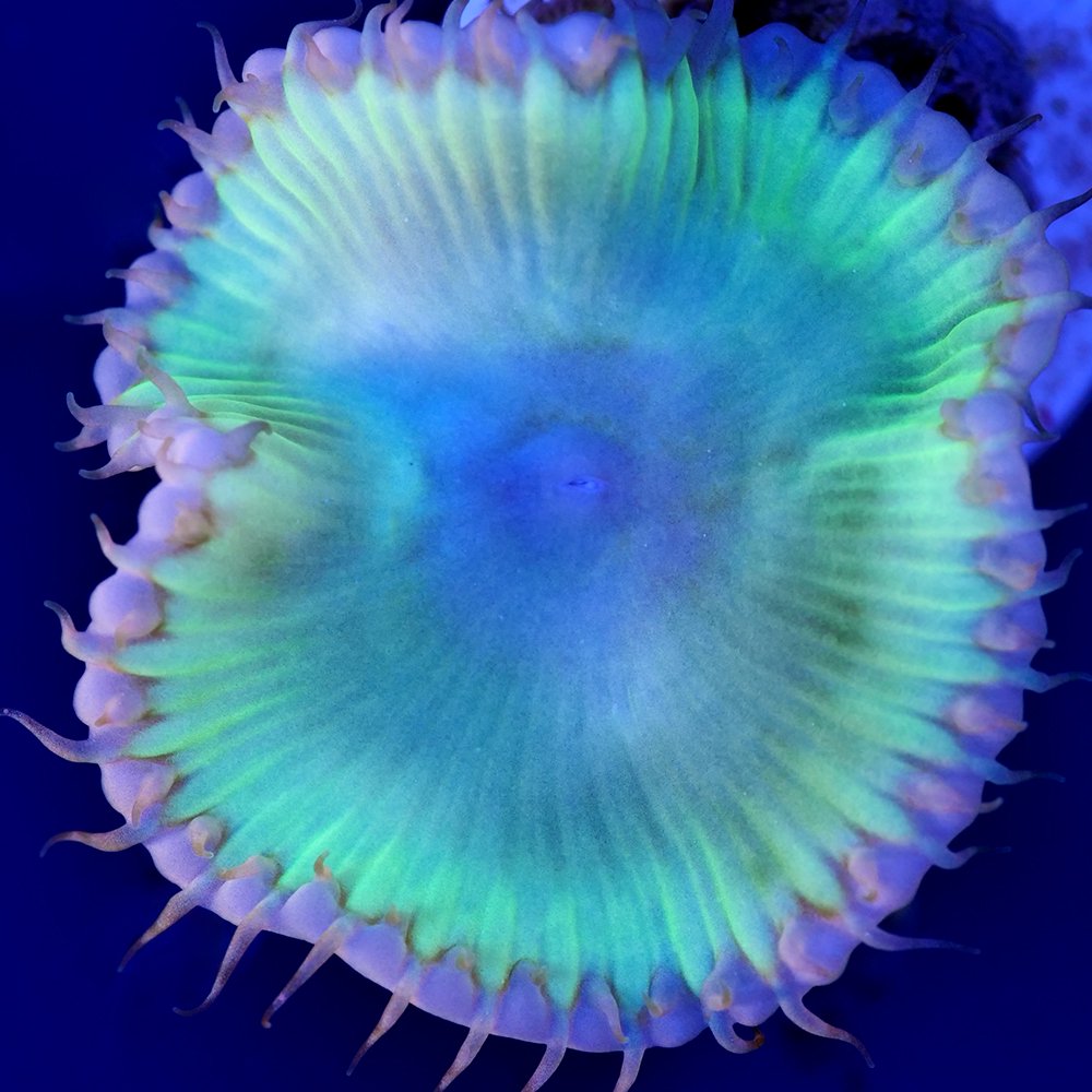 （サンゴ）マメスナギンチャク　サンゾアンシッド　クリアグリーン　ポリカプラグ付き（１個）ｙ‐５５　北海道・九州航空便要保温　ＣＲＣ26―50―80―00―00