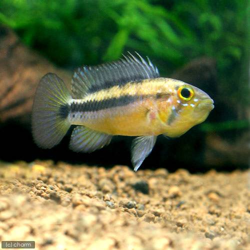 （熱帯魚）アピストグラマ・アタフアルパ（ワイルド）（１ペア）　北海道・九州航空便要保温　ＣＲＣ13―28―16―00―00