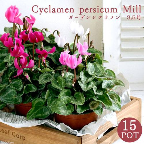 （観葉植物）ガーデンシクラメン　花色おまかせ　３ー３．５号（１５ポット）　ＣＲＣ15―55―10―00―00