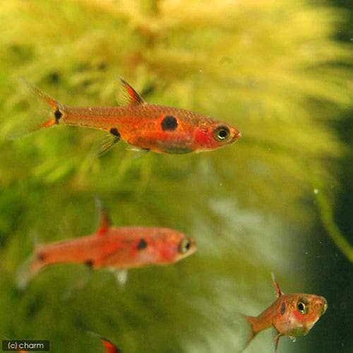 （熱帯魚）ボララス・マキュラータ（３０匹）　北海道・九州航空便要保温　ＣＲＣ13―24―31―00―00
