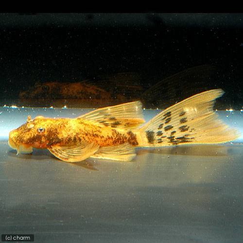 （熱帯魚）ロングフィン・レッドブッシー（１匹）　北海道・九州航空便要保温　ＣＲＣ13―44―10―00―00