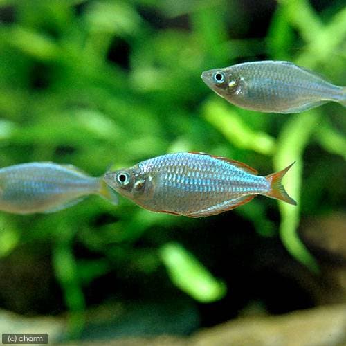 （熱帯魚）ネオンドワーフ・レインボー（３０匹）　北海道航空便要保温　ＣＲＣ13―48―00―00―00