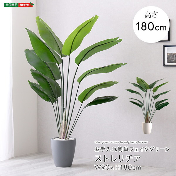 ホームテイスト SH-06-STR-L お手入れ簡単フェイクグリーン ストレリチア Lサイズ(180cm) アイボリー メーカー直送