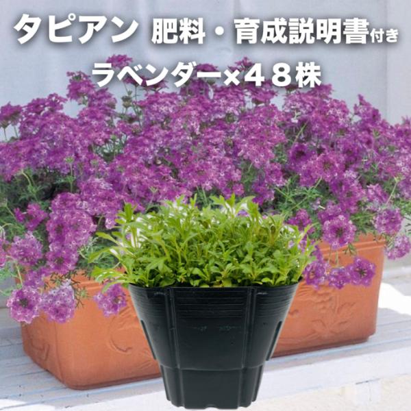 タピアン ラベンダー 48株 肥料付き 紫品種 9cmポット苗 3号 バーベナ属 サントリーフラワーズ グランドカバー 雑草対策