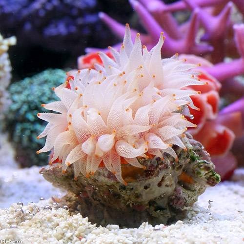 （サンゴ）ウチウラタコアシサンゴ　ホワイト（１個）　ｙ－１１　ＣＲＣ26―50―40―30―60