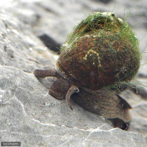 （エビ・貝）生餌　ヒメタニシ（１ｋｇ）　活餌　ＣＲＣ13―80―12―00―00