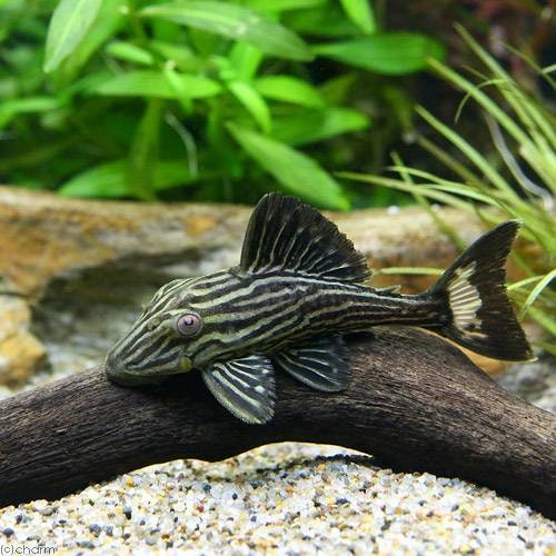 （熱帯魚）ゴールデンサンダーロイヤルプレコ　Ｓサイズ　タパジョス産（ワイルド）（１匹）　北海道・九州航空便要保温　ＣＲＣ13―44―30―00―00