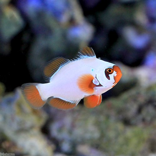 （海水魚）ゴールドナゲットマロン（ブリード）（１匹）　北海道・九州航空便要保温　ＣＲＣ26―30―16―20―00
