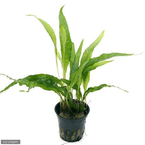 （水草）ミクロソリウム　プテロプス（トロピカポット）（無農薬）（３ポット分）　ＣＲＣ12―58―30―40―00