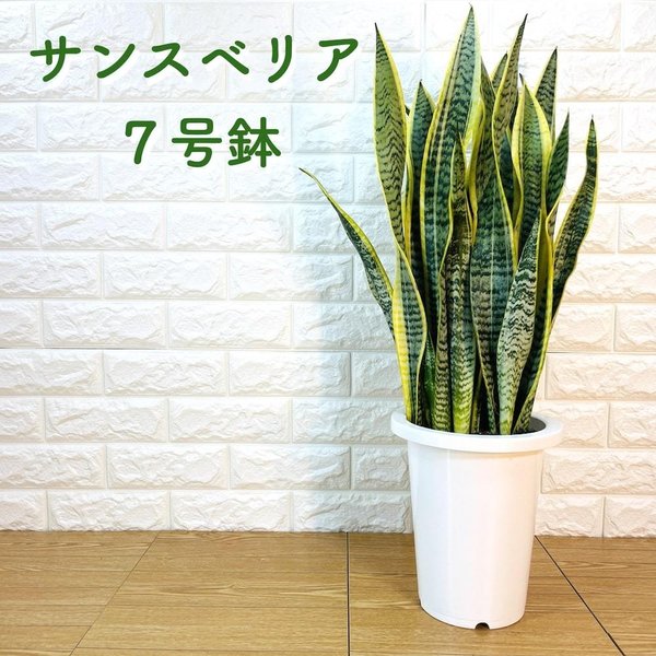 観葉植物 サンスベリア 7号鉢苗その他