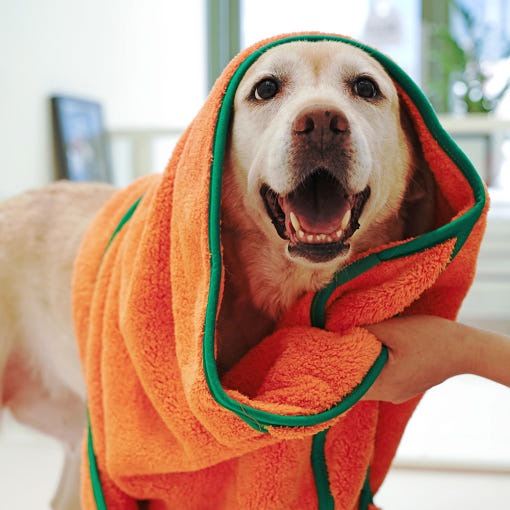 【韓国公式/正規品】バビオン 超極細糸タオル 犬 猫 ポケット にんじん ペットタオル オレンジ L