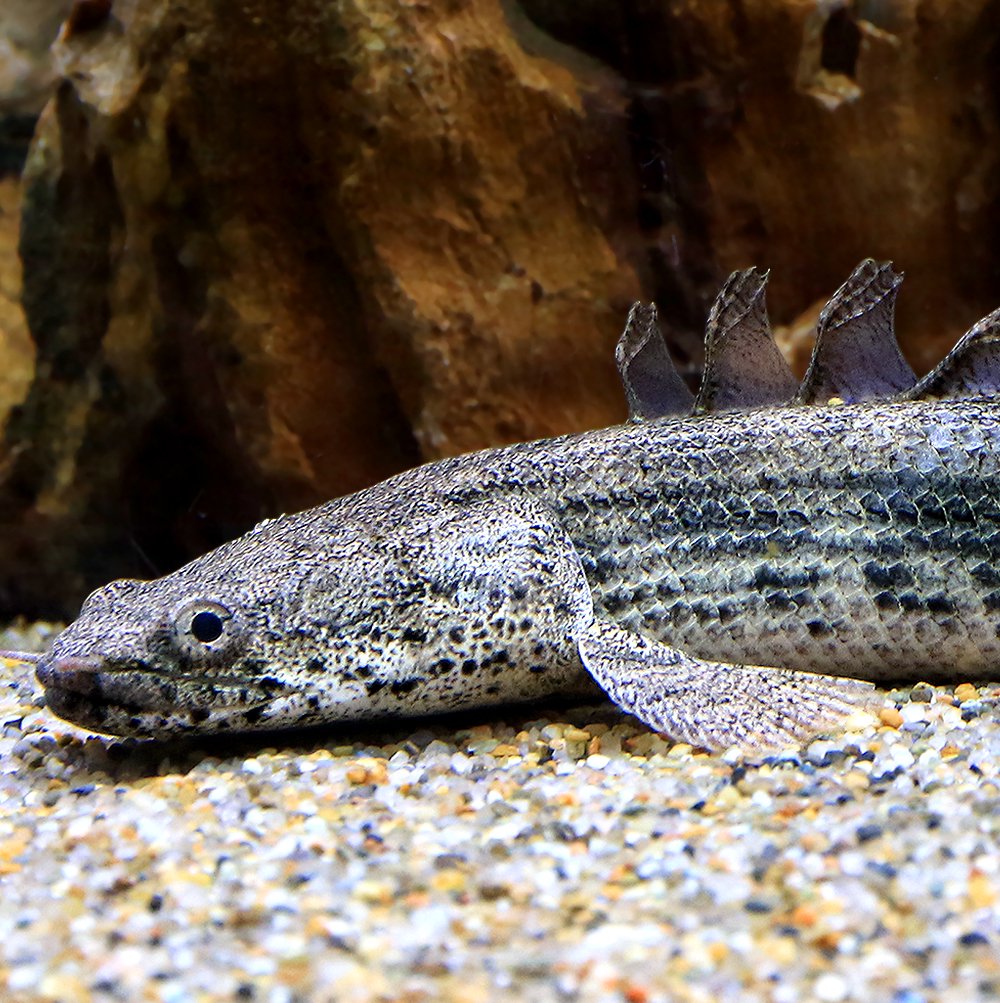 （熱帯魚）ポリプテルス　アンソルギーXラプラディ　Ｍサイズ（１匹）　北海道・九州航空便要保温　ＣＲＣ13―56―20―00―00