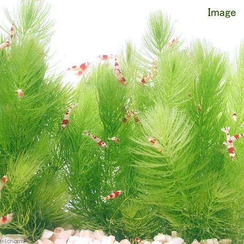 （水草）国産　無農薬マツモ（１００本）メダカ　金魚　水質浄化　産卵床　ＣＲＣ12―12―13―00―00