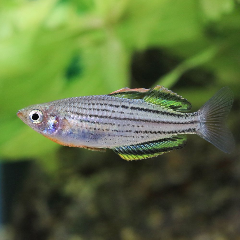 （熱帯魚）メラノタエニア　サフレンシス（１匹）　北海道航空便要保温　ＣＲＣ13―48―00―00―00