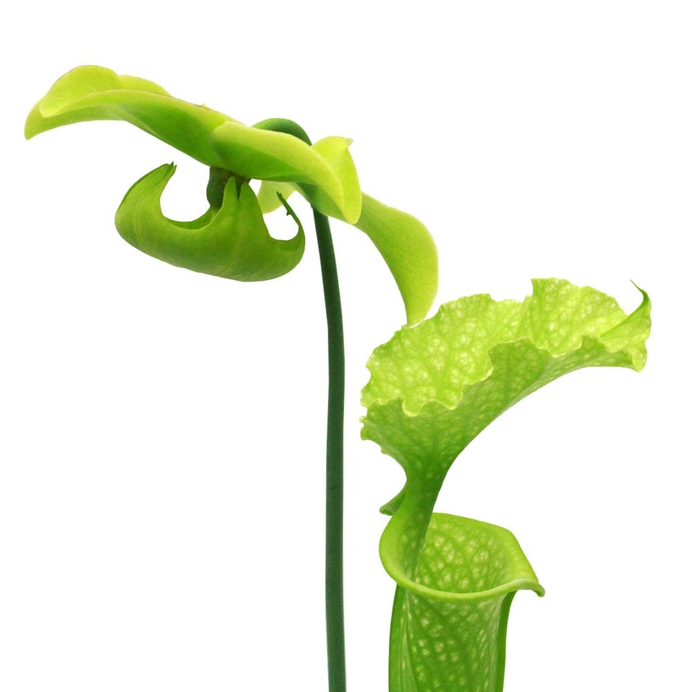 （食虫植物）サラセニア　ムーレイ　オールグリーン　ＣＫ　３号（１ポット）　ＣＲＣ17―80―50―00―00