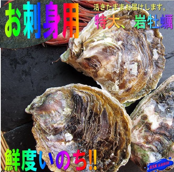 3箱生食用「岩牡蠣M-11個で3kg位」- 活きたままお届けします!!