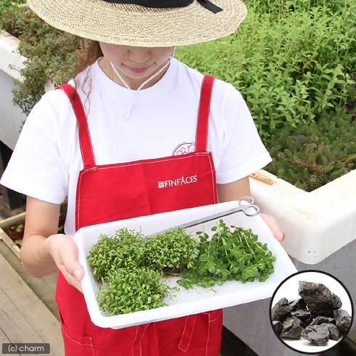 （水草）グリーンロタラ　６０ｃｍ水槽レイアウトセット（水上葉）　本州四国限定　ＣＲＣ12―23―40―00―00